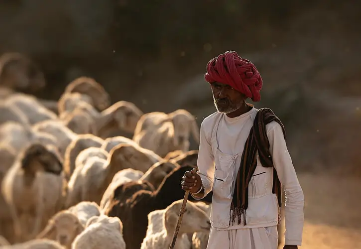 Family Room in Jawai | Spacious Stay for Comfort & Wildlife Holidays