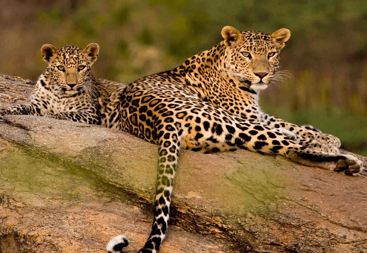 Wildlife Photography