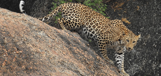 Enjoy Leopard Safari In Rajasthan This December 2025
