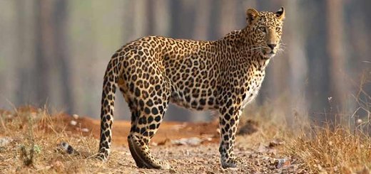 5 Best Leopard Safaris in India