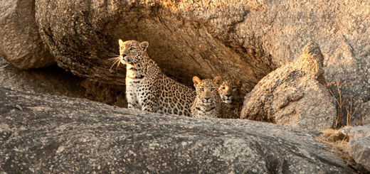 Encounter Wilderness in the Bera Leopard Safari..