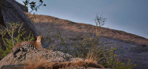 Amazing facts about Jawai