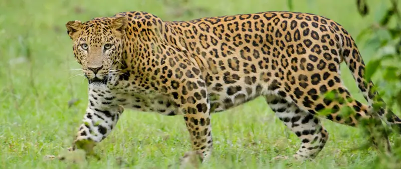 A New Destination for Leopard Safari in Rajasthan
