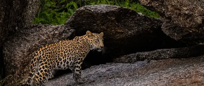 Best Wildlife Destinations Near Gujarat for Nature and Safari Lovers