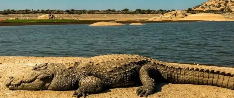 Can You Book Jawai Safari on Arrival or Should You Reserve in Advance