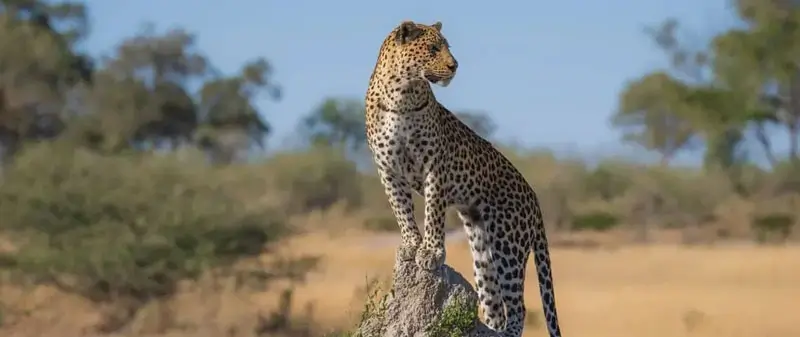 Leopard – Everything You Need to Know About Leopards