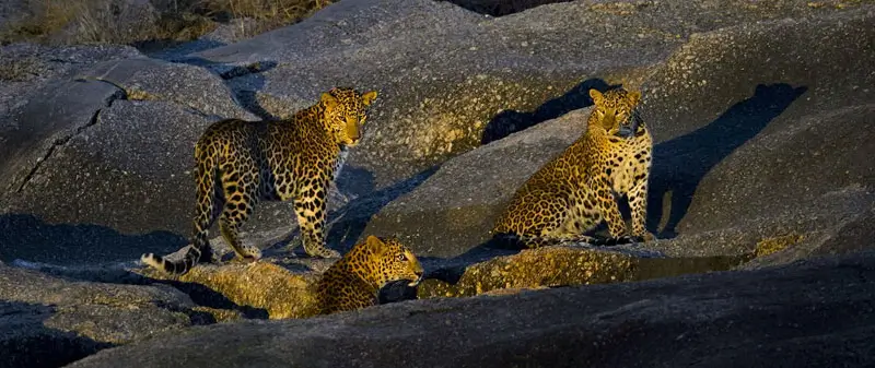 How Many Leopards Are There in Jawai Rajasthan and Why the Region Supports Strong Coexistence