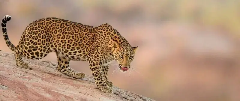Indian Leopard: Everything You Need to Know About India’s Most Adaptable Big Cat