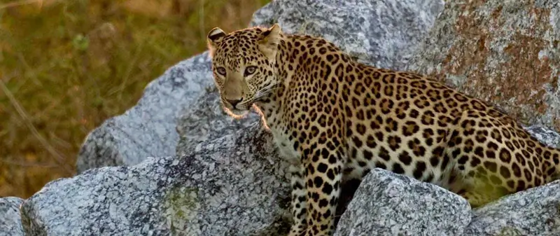 Jawai Distance from Gujarat Cities: Ahmedabad, Surat, Rajkot & Vadodara Travel Guide