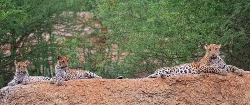 Jawai Leopard Safari Advance Booking Window – How Early Should You Book