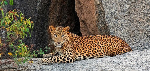 Jawai Leopard Safari Timings