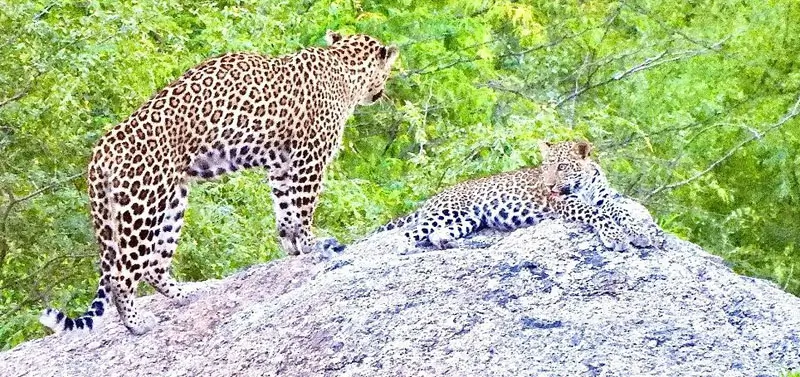 Jawai Leopard Safari vs Ranthambore Safari