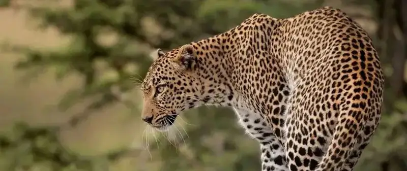 Jawai History Before Leopards