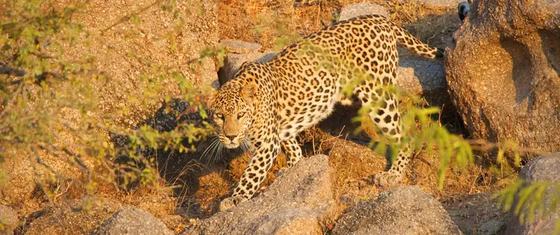Unfenced: What Changes When the Wildlife Was Not Arranged for You