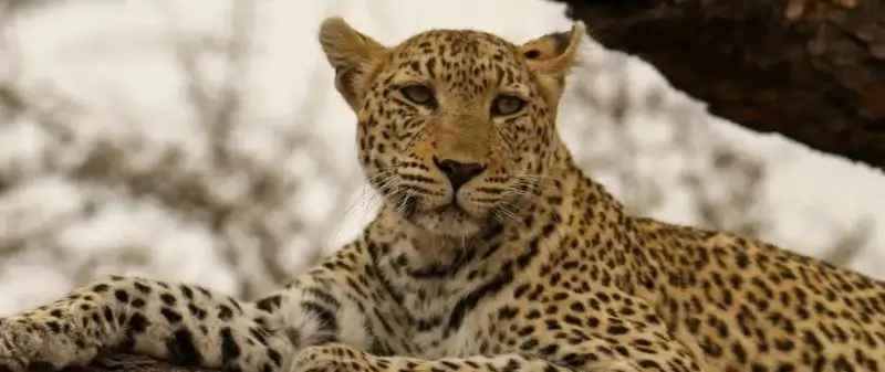 Jawai Safari Booking for Photographers with Private Jeep Access and Cost