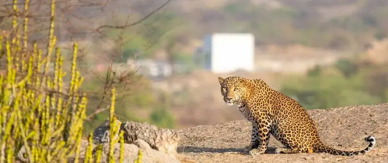 Jawai Safari Booking for Special Occasions with Private Luxury Setups