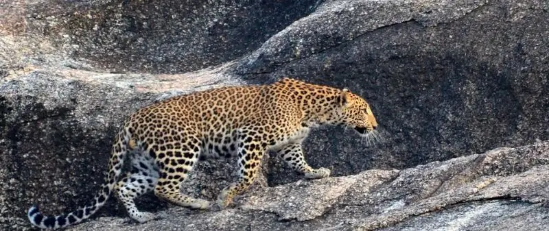 Jawai Safari Booking Through Agents vs Direct Resort – What Should You Choose