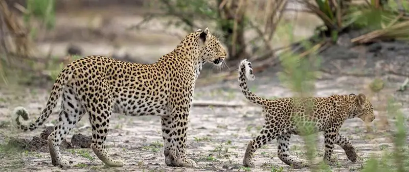 Jawai Tourism: A Complete Guide to the Land of Leopards, Nature & Rural Rajasthan