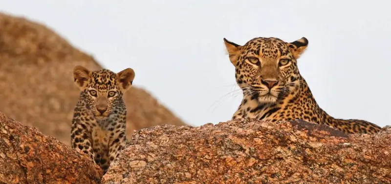 Jawai Travel Myths vs Facts: Safety, Leopards & Reality