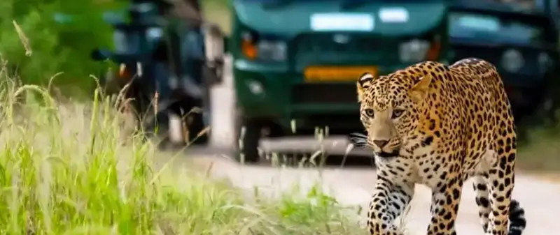 Jawai Trip from Surat: Complete Travel Guide with Leopard Safari