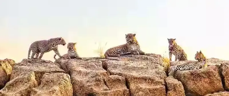Jawai Trip from Vadodara: Best Route, Resorts & Safari Booking Guide