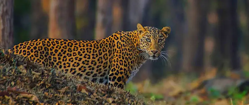 Pune to Jawai Tour Package: Complete Wildlife Safari Plan with Resort Stay