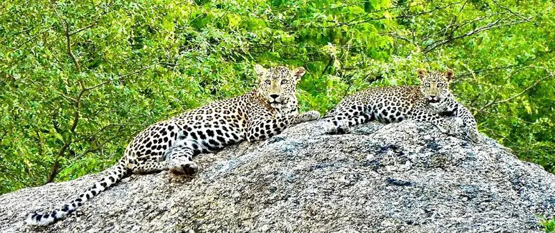 Kumbhalgarh Ranakpur and Jawai Trip Plan