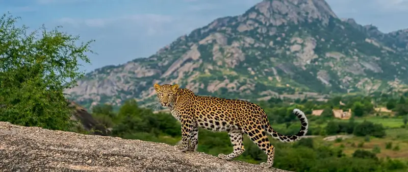 wild-landscape-of-jawai-rajasthan