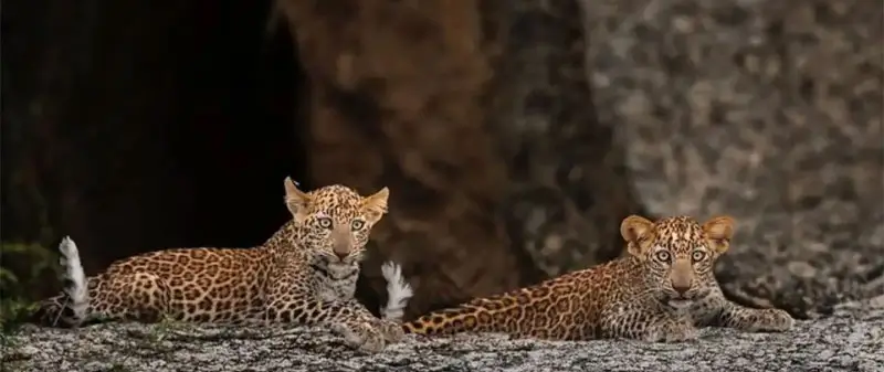 Leopard Population in Rajasthan