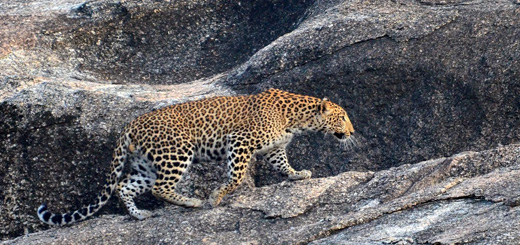 Leopard Safari in Jawai