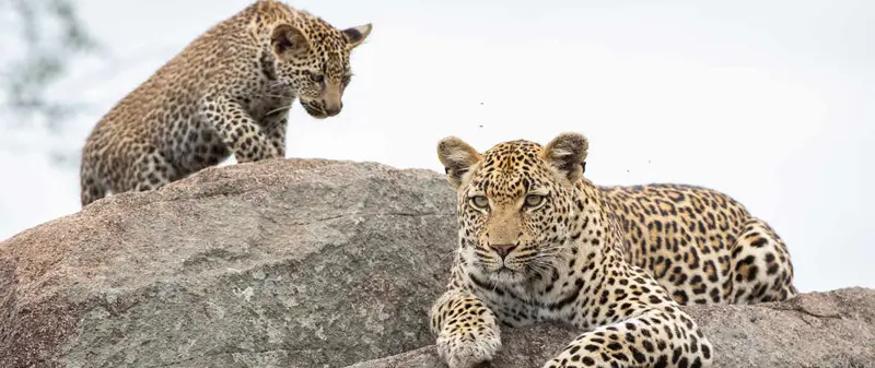 jawai-leopards-behavior