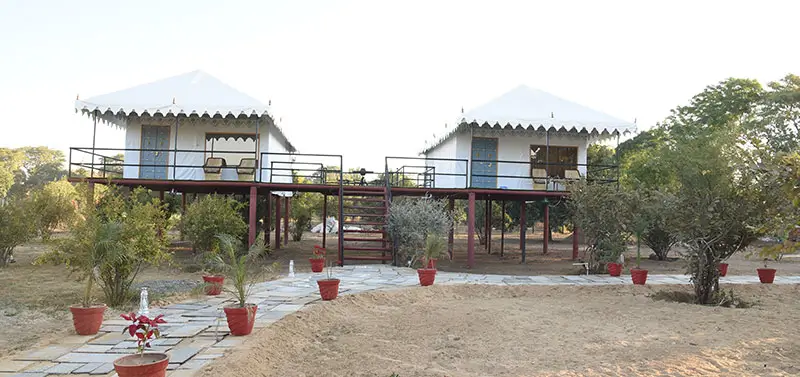 Unfold the Luxury Safari Experience in Jawai