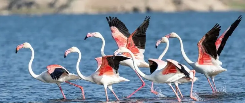 Peak Season Jawai Safari Booking Guide to Secure Confirmed Slots Fast