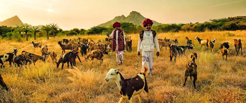 rabari-tribe-jawai-rajasthan