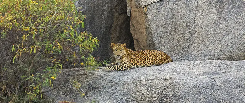 Noida to Jawai Tour Package: Best Wildlife Weekend Trip for Leopard Safari