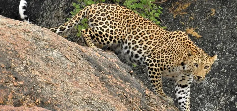 Top Things to Do in Jawai Bera Rajasthan – Safaris, Culture & Local Experiences