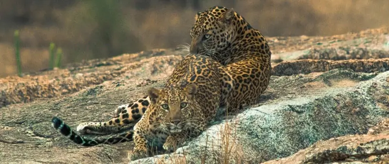 Weekend Getaway from Gujarat: Jawai Leopard Safari Experience