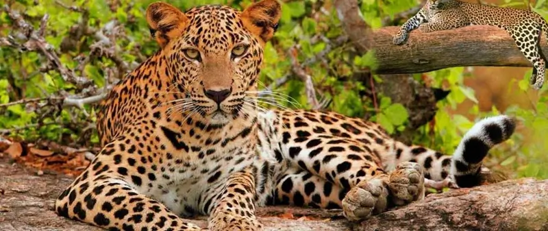 why-jawai-popular-wildlife-travelers