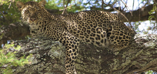 Wildlife Safari In Jawai Bandh