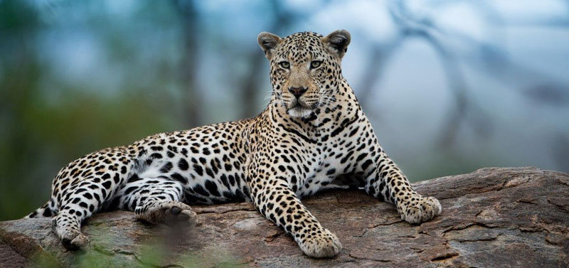 Top Wildlife Sanctuaries in India & Why Jawai is the Most Unique Leopard Destination