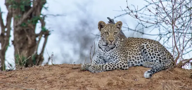 Top Wildlife Sanctuaries in Rajasthan & Why Jawai is the Most Unique Leopard Destination