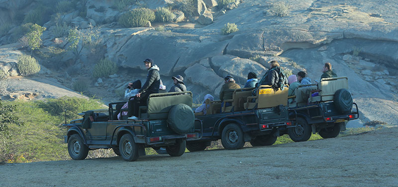 Top Things to Do on a Jawai Leopard Safari Trip – Complete Guide