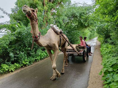Camel Safari in Jawai