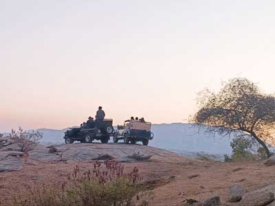 Jawai Leopard Safari