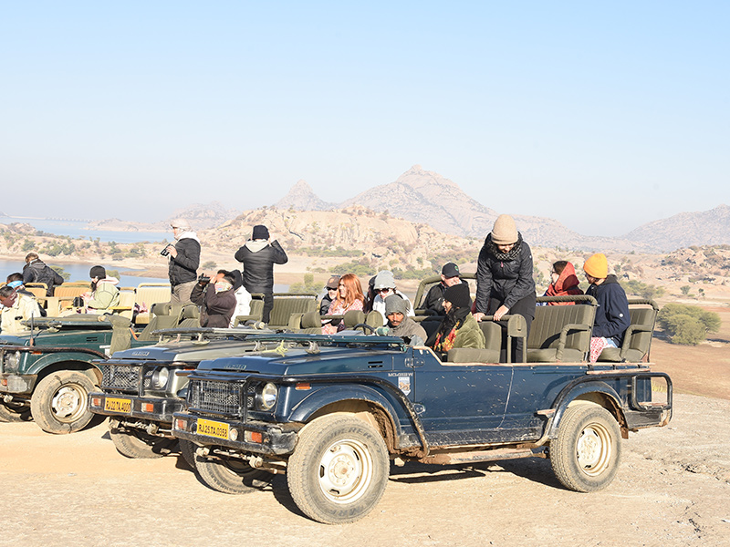 Jawai Safari
