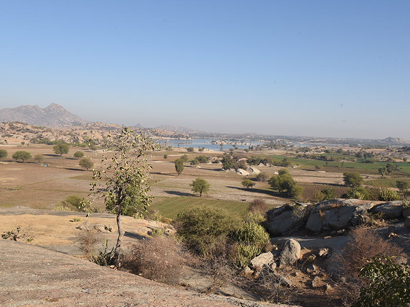 Jawai Safari