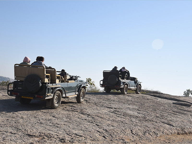Jawai Safari