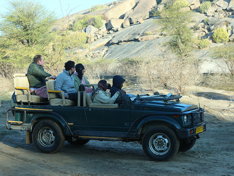 Jawai Safari