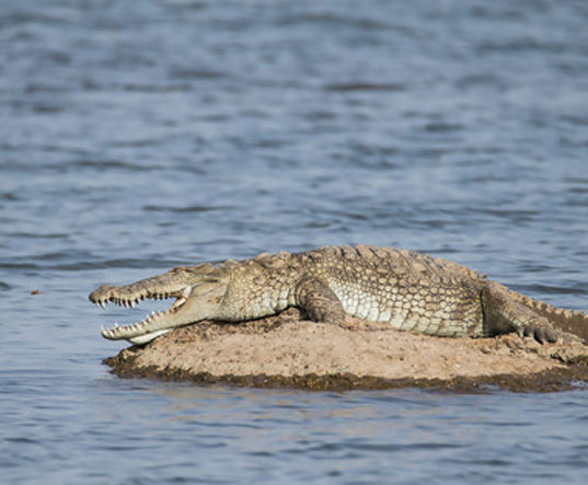 Crocodile Sighting