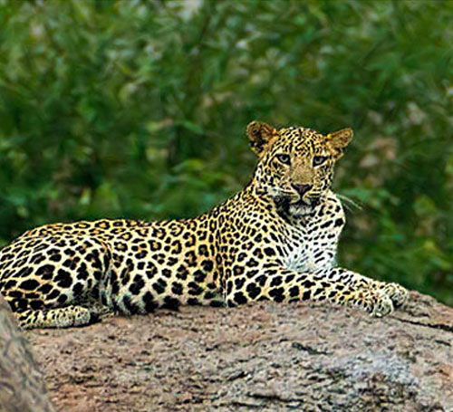Jawai Leopard Safari Booking